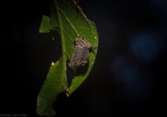 Arkys dilatatus