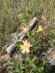 Diplacus grandiflorus