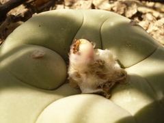 Lophophora diffusa