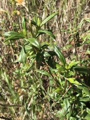 Diplacus grandiflorus