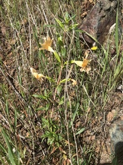 Diplacus grandiflorus