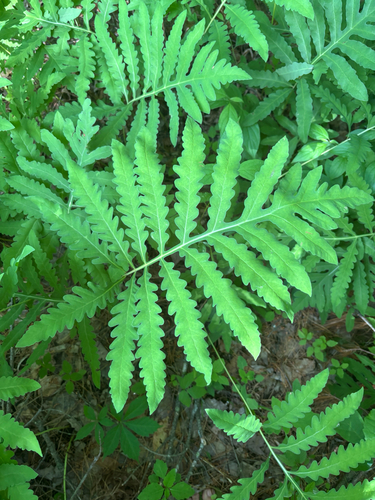 sensitive fern