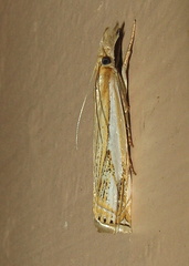 Crambus saltuellus