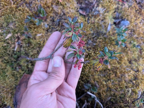 Ribes lehmannii (Ribes lehmannii)