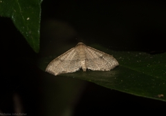 Addaea subtessellata