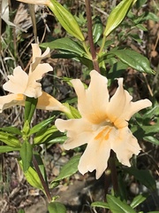 Diplacus grandiflorus