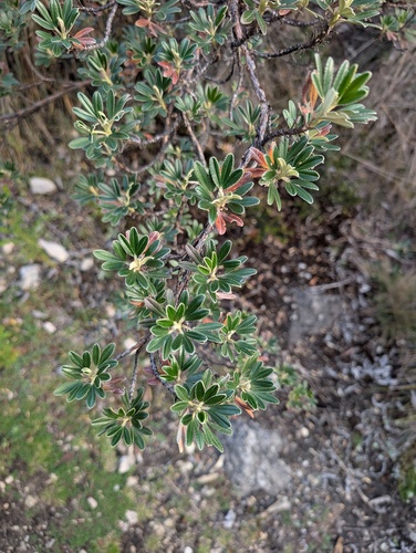 Polylepis incana, photograph 4