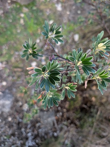 Polylepis incana, photograph 5