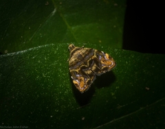 Choreutis metallica