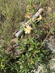 Diplacus grandiflorus