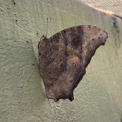 Melanitis leda bankia