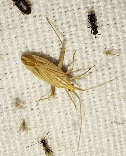 Miridius quadrivirgatus