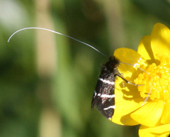 Adela trigrapha