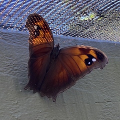 Melanitis leda bankia