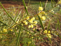 Acacia iteaphylla