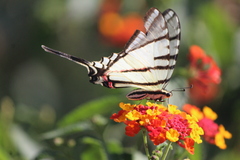 Protographium epidaus epidaus