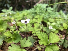 Viola arcuata