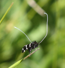 Adela trigrapha