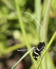Adela trigrapha