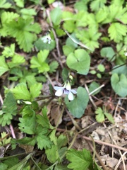 Viola arcuata