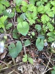 Viola arcuata