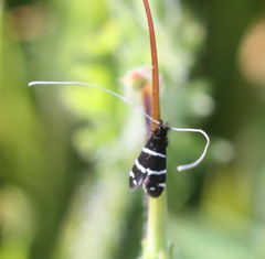 Adela trigrapha
