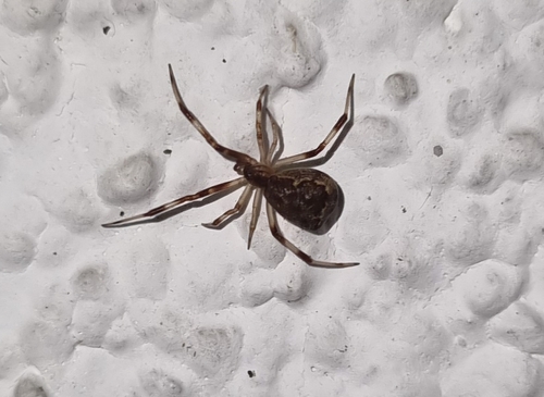 Episinus angulatus