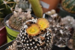 Copiapoa humilis