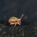 Malmgren's Springtail - Photo (c) Gilles San Martin, some rights reserved (CC BY-SA), uploaded by Gilles San Martin