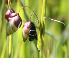 Adela trigrapha