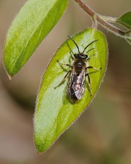 Andrena