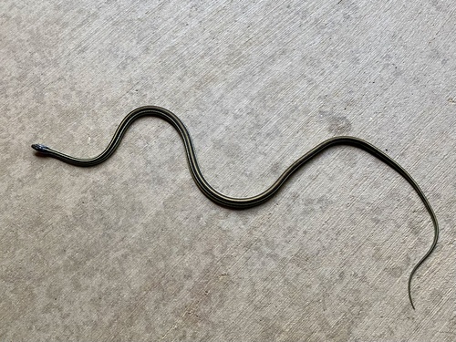 Featured image for “Western Ribbon Snake”