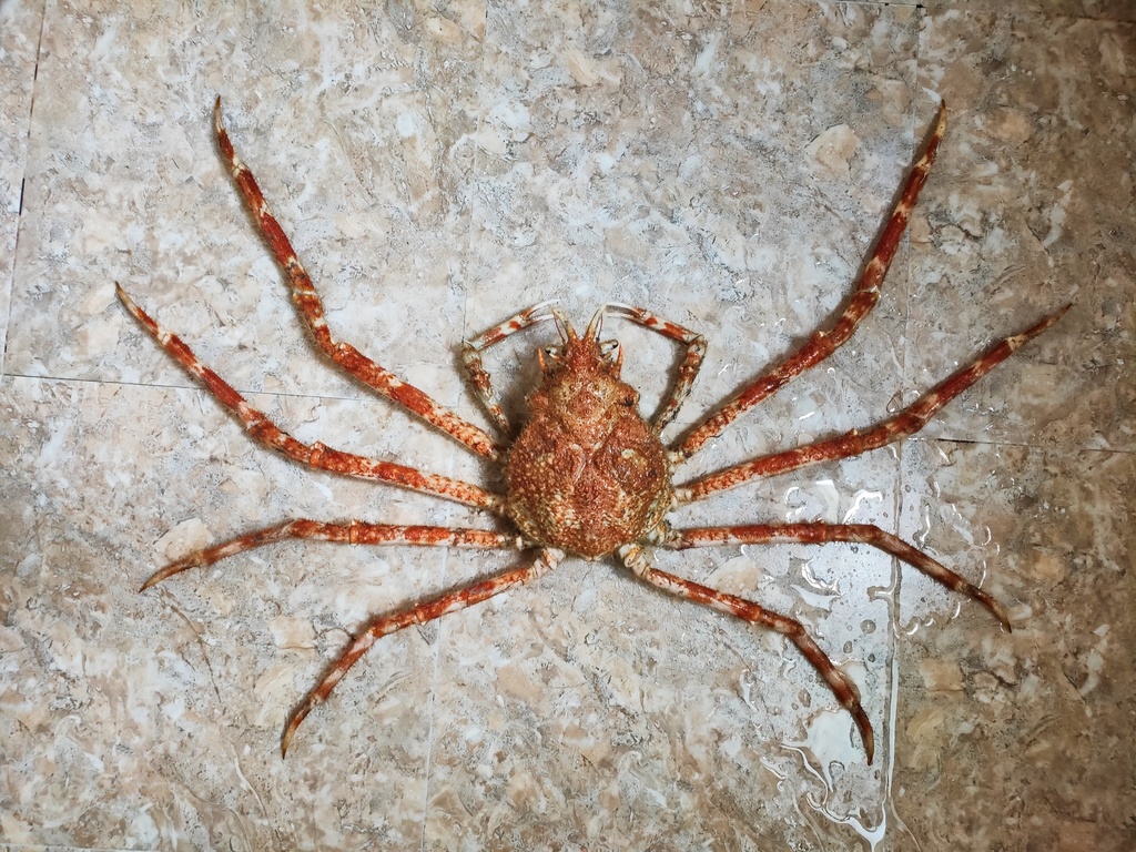 Japanese Spider Crab from S81海口联络线附近, 海口市, 海南省, CN on April 11, 2020 at