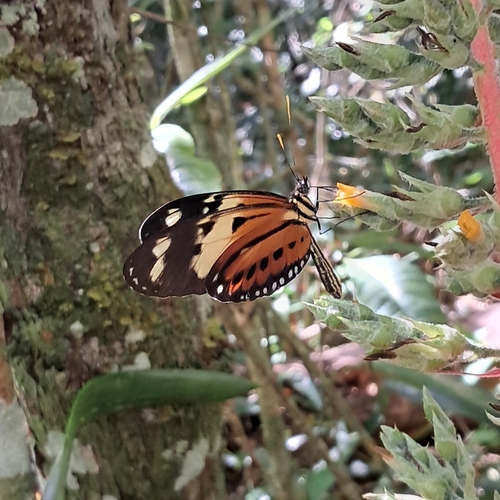 Heliconius numata robigus