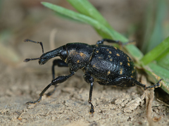 Liparus germanus