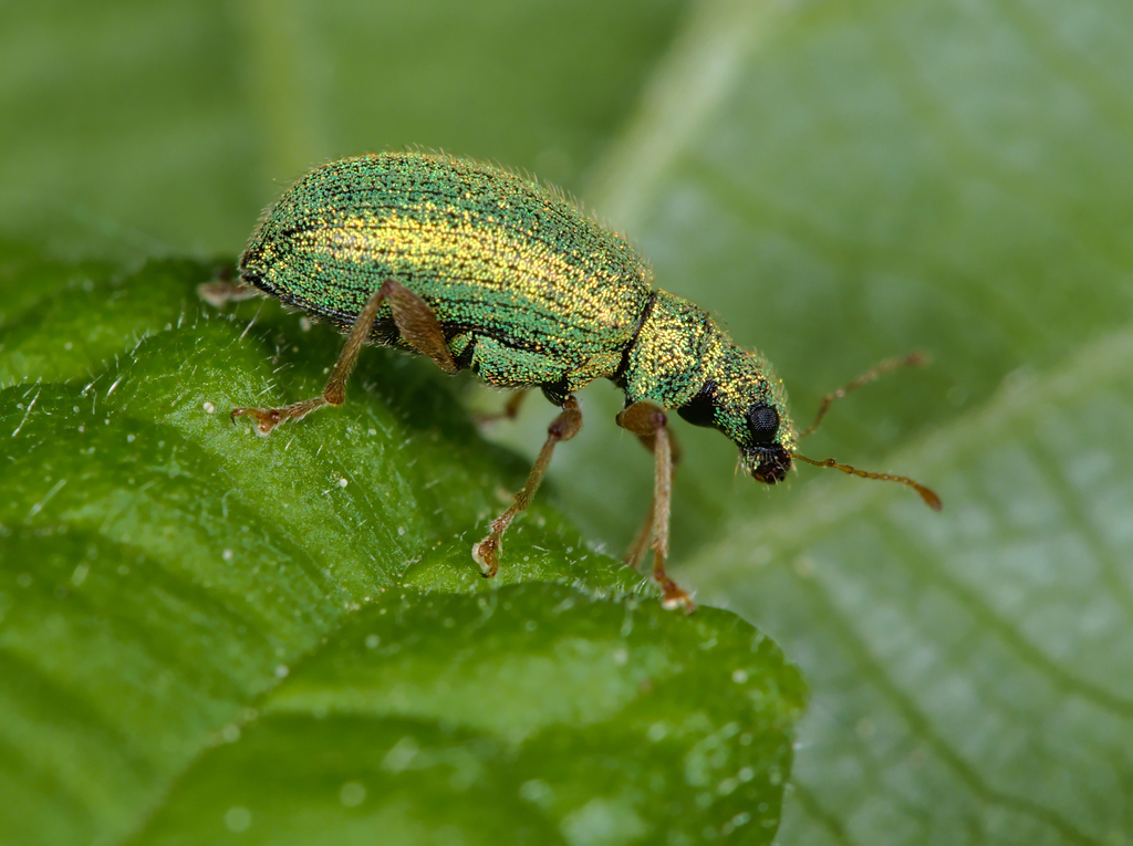 Polydrusus pterygomalis