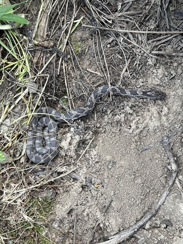 Eastern Foxsnake