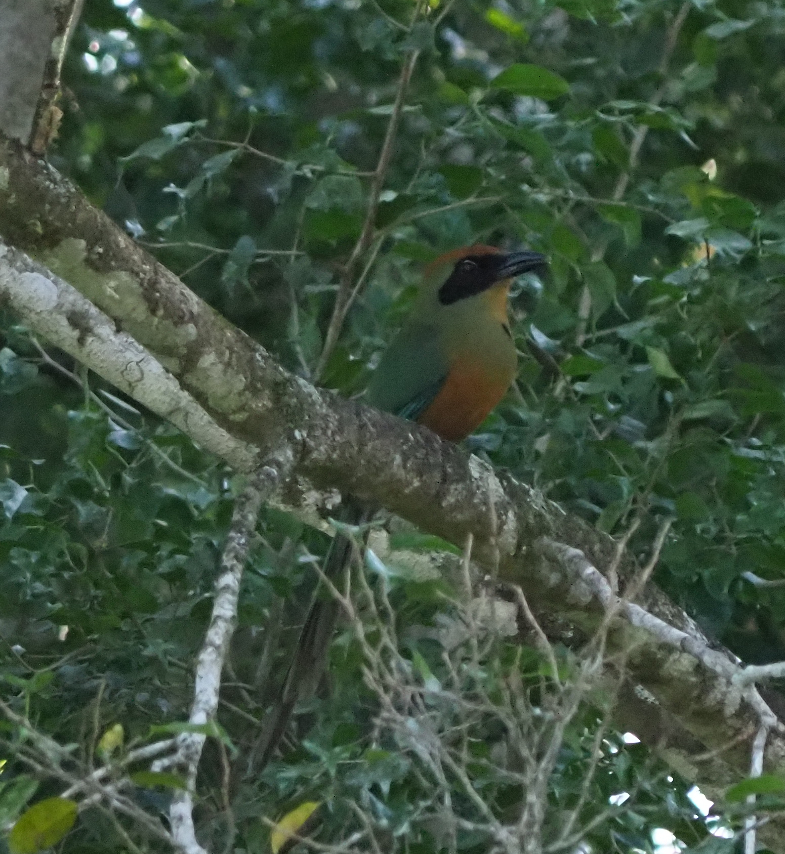 Rufous-capped Motmot (Baryphthengus ruficapillus), photo 10