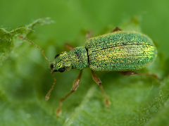 Polydrusus pterygomalis