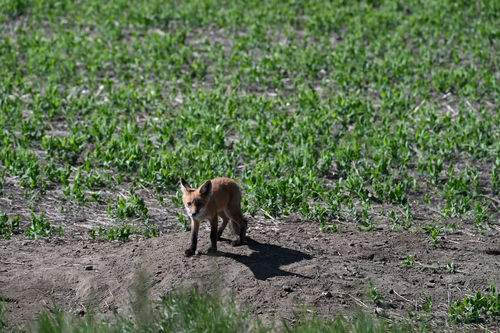 Red Fox
