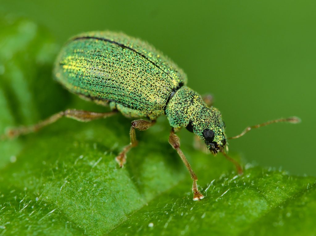 Eustolus