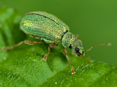 Polydrusus pterygomalis