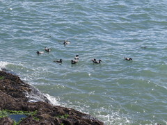 Tachyeres leucocephalus