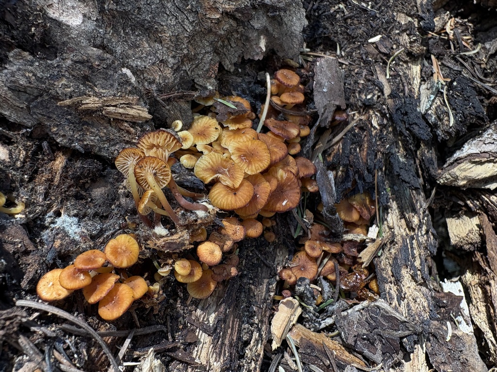 Xeromphalina enigmatica