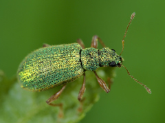 Polydrusus pterygomalis