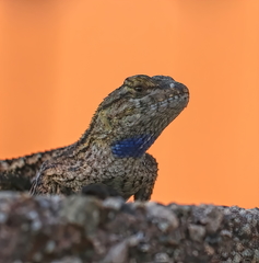 Sceloporus occidentalis