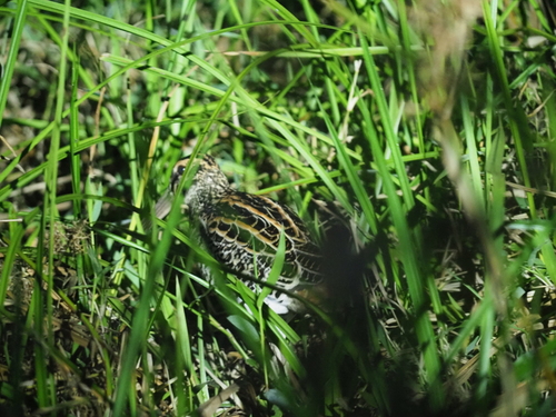 Giant Snipe (Gallinago undulata)
