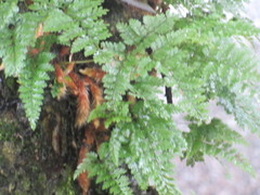 Davallia trichomanoides