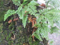Davallia trichomanoides