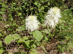 Fothergilla major
